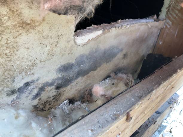Discover the Top Property Restoration Services in Connecticut 